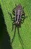 Leptopterna dolabrata